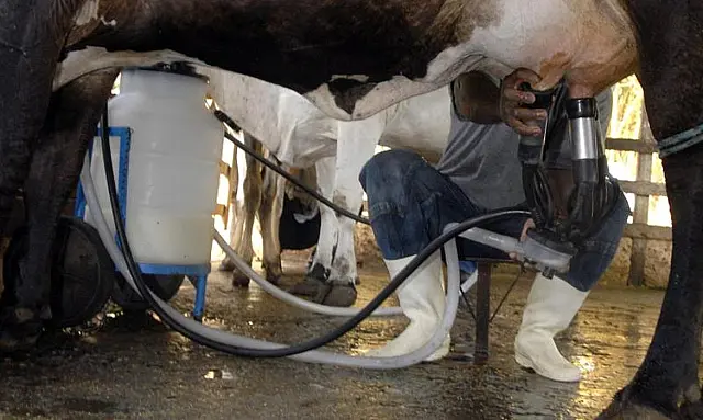 Produção de leite bate recorde mesmo com menos vacas ordenhadas no Brasil