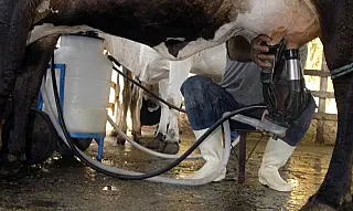 Produção de leite bate recorde mesmo com menos vacas ordenhadas no Brasil