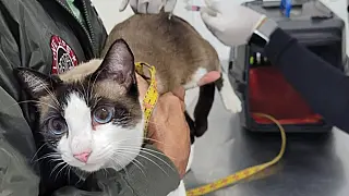 Guarujá terá vacinação antirrábica e avaliação veterinária gratuitas na terça; veja como agendar