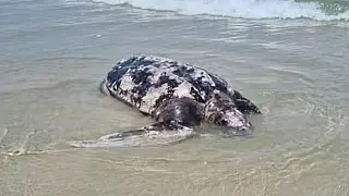 Tartaruga-de-couro de 280 kg é encontrada morta na Praia da Enseada, no Guarujá